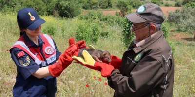 Muğla'da aç kaldığı için bitkin düşen yavru çakal, koruma altına alındı
