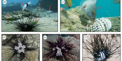 Doğu Akdeniz'de istilacı deniz kestanelerinde kitlesel ölüm