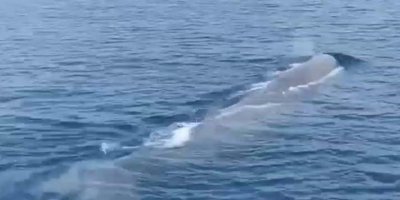 Tekne turunda balina görüntülediler