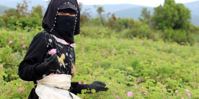 Isparta gülünde yağış yağ kalitesini artırdı, don rekolteyi düşürdü