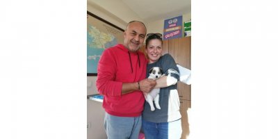 Muğla'da 2 bin 935 sokak hayvanı yeni yuvasına kavuştu