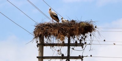 Beton elektrik direği, 15 yıldır leyleklerin yuvası