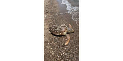 Hız teknesinin çarptığı caretta caretta öldü