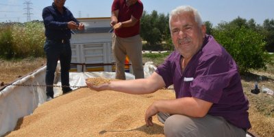 Serik'te hububat hasadı başladı