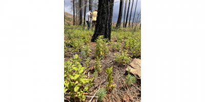 Marmaris'te yanan alanlarda denenen teknik ile orman yeşerdi