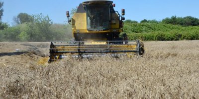 Serik'te buğday hasadı gecikmeli başladı