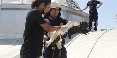 Cami kubbesindeki yuvasından düşen yavru leylek kurtarıldı