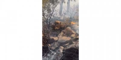 Marmaris'te yanan ormandaki ceset, Belçika vatandaşının çıktı