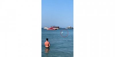 Köpek balığı sanılarak taşlandı, nesli tükenmekte olan tür çıktı