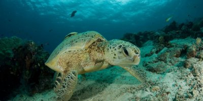 Avlanması yasak hayvanlara zarar verene 1,2 milyon liraya varan ceza