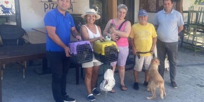 Bitez'de sokakta yaşayan can dostlarına çip takılıp, aşılandı, sağlık kontrolleri yapıldı