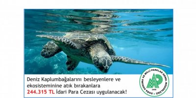 Deniz kaplumbağalarını besleyene 244 bin lira ceza
