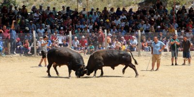 Kumluca'da boğa güreşi düzenlendi