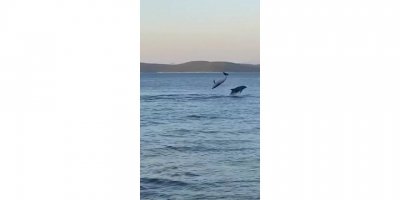 Bodrum'da balıkçılar, yunusların gösterisini görüntüledi