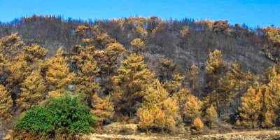 Orman yangınının yayılmasına keçiboynuzu ağacı set olacak