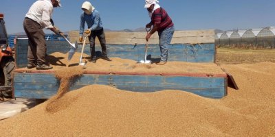 Sandıklı TMO'da hububat alımı sürüyor