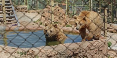 Ayı Bozo havuzda, kızıl geyikler fıskiyede serinliyor