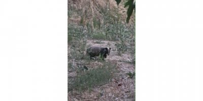 Nesli koruma altındaki porsuk, cep telefonuyla görüntülendi