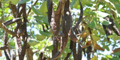 'Sen deli misin' diye güldükleri çiftçi, ürettiği keçiboynuzunu kilosu 2 dolardan satıyor