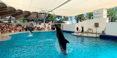 Gösteri merkezinde iki haftada 1 yunus ve 1 fok öldü