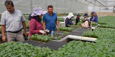 'Serik, Antalya'da en fazla örtü altı üretimin yapıldığı yer'