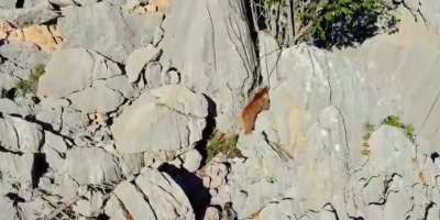 Ayı ile 2 yavrusu, zirvede görüntülendi