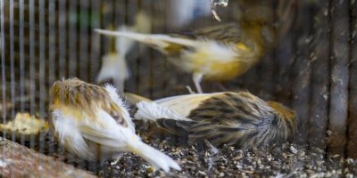 Kanarya ve papağan tahliyesinde 4 kuş öldü