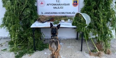 Yasadışı kenevir hasadına suçüstü