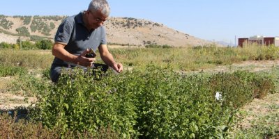 Isparta'da kurulan bahçe, mentollü nane yağında dışa bağımlılıktan kurtaracak