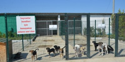 Serik'te sokak hayvanlarına özel merkez