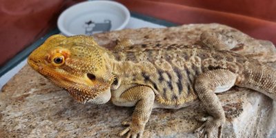 İnternetten 'sakallı ejder' satışına 26 bin 390 lira ceza