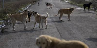 Marmara Belediyeler Birliği'nden çarpıcı Sokak Hayvanları Araştırma Raporu