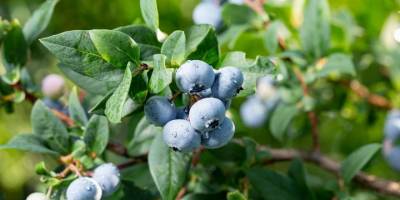 Kas ağrısına iyi gelen ve kas ağrısını ortadan kaldıran gıdalar