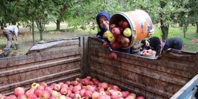 Elma dalında 1.5 TL, markette 5 TL!