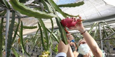 Meyve hasadını rektör yaptı