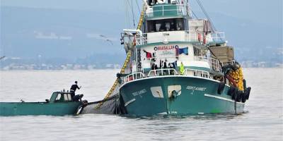 Müsülaj bitti tonlarca hamsi yakalandı