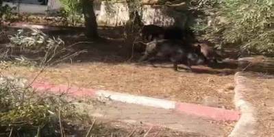 Aç kalan domuzlar şehre indi