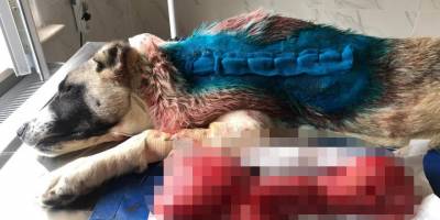 Kangal köpeğin sırtından 4 kg timör çıktı