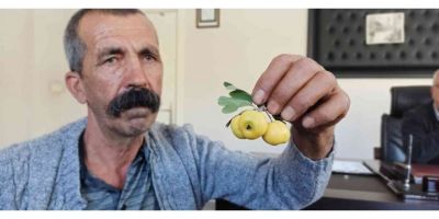 Ceviz büyüklüğündeki alıçlar görenleri şaşırtıyor