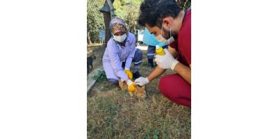 Villa kedileri parazitlere karşı ilaçlandı