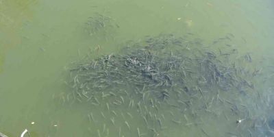 Nifrit Deresi’nde balıklar kirlilikten oksijensiz kaldı