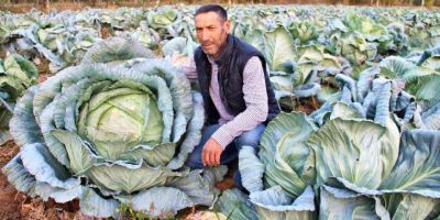 Kahramanmaraş’ta dev lahanalar görenleri şaşırtıyor