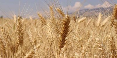 Büyükşehir Belediyesinden çiftçiye hibe buğday tohumu desteği