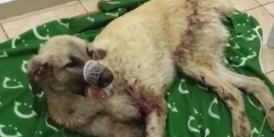 Çenesi kırılan sokak köpeği için seferber oldular