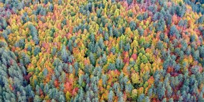 Sonbaharın yeni adresi: Kırksu Yaylası