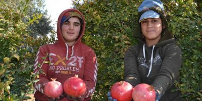 129 kilometre uzaktan Aksu’ya nar hasadına geliyorlar