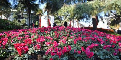 Bursa kışın da çiçek bahçesi