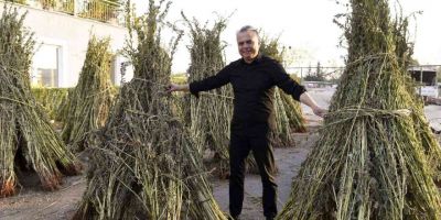 Muratpaşa Belediyesi 5 dönümlük alanda ektiği susamların hasatını yaptı