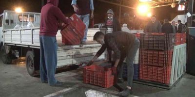 Sezonun ilk zeytin sıkımında fabrika önlerinde uzun kuyruklar oluştu