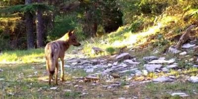 Akdeniz’in yaban hayatı fotokapan görüntülerine yansıdı